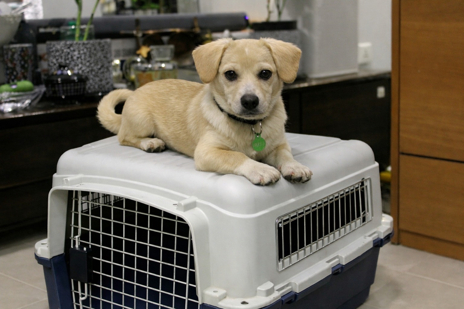 A dog resting on top of an IATA-compliant travel crate